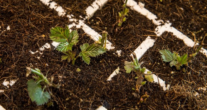 Planten
