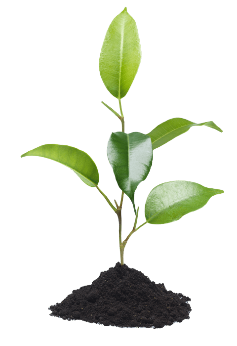 Ontdek ons planten assortiment